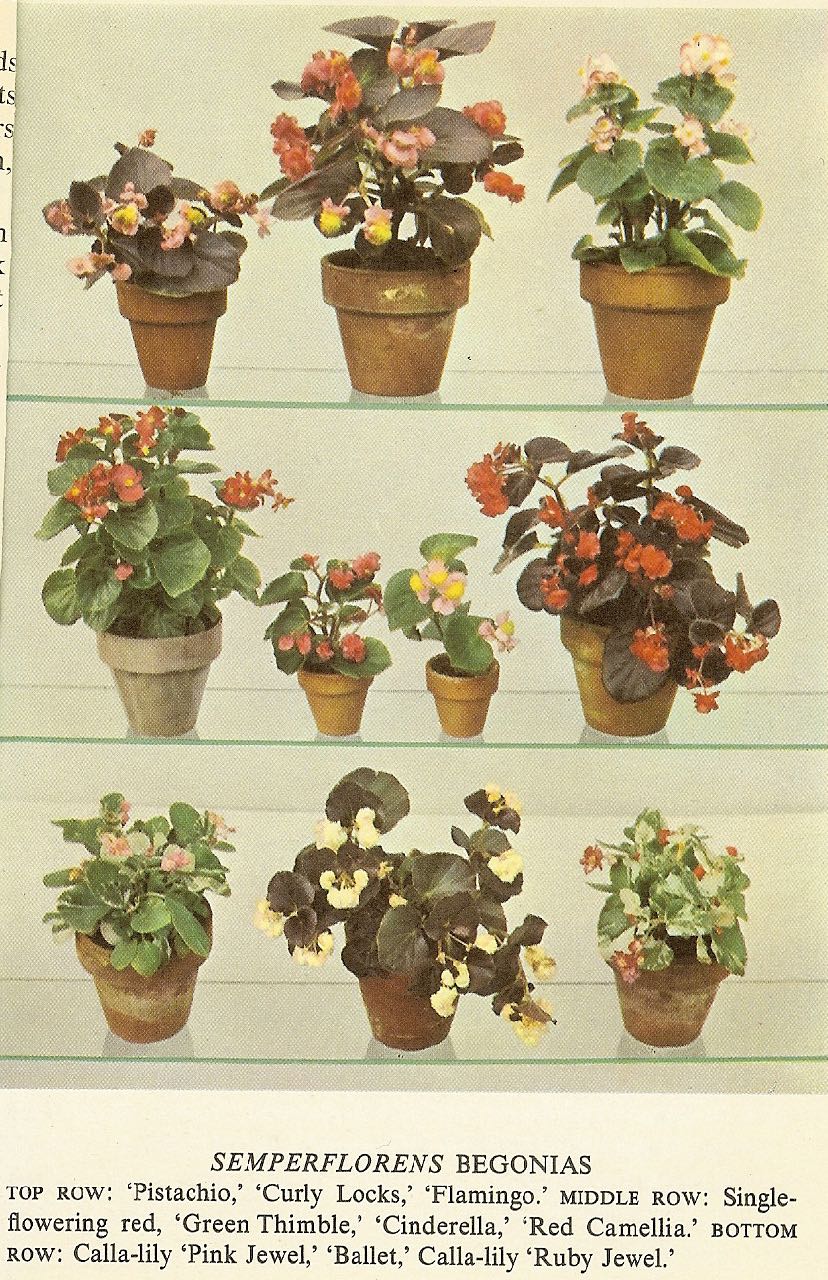 B. ‘Green Thimble’